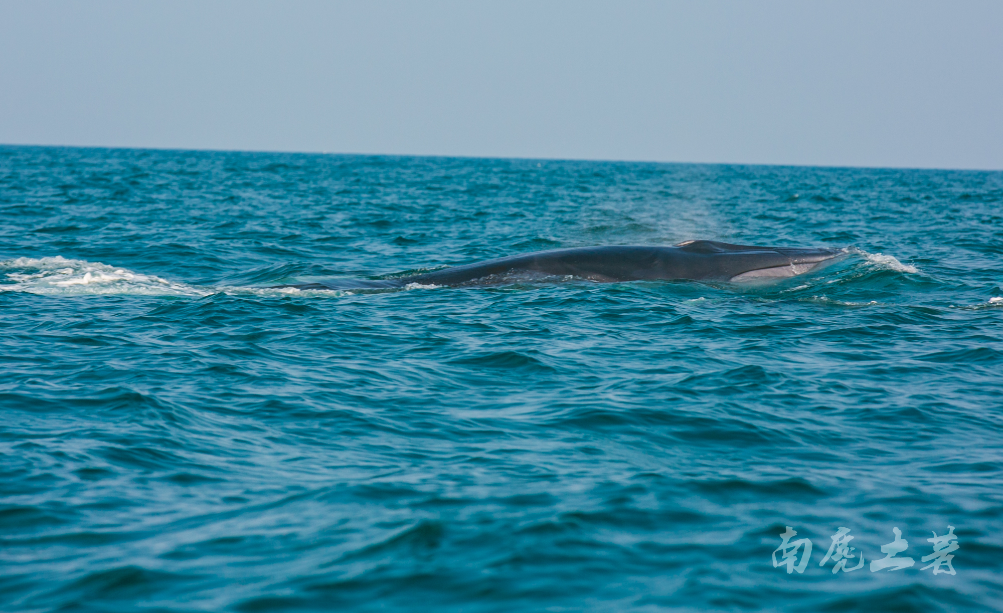 鎶栭煶缃戠孩椴搁奔,椴搁奔缃戠孩