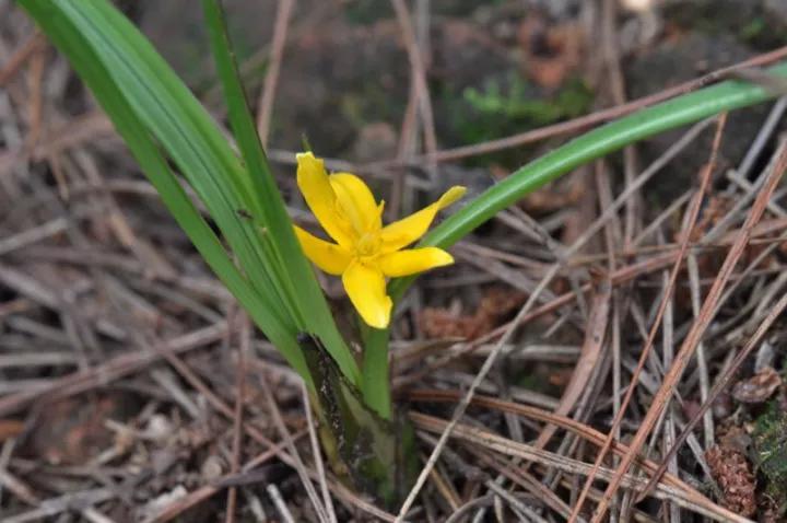 冬天常见中药植物图片及功效,花期长的草本植物图片