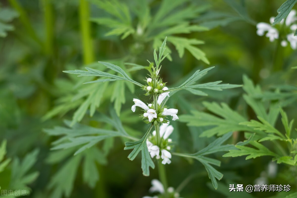 清明时节,外出踏青,看到2种野草,别嫌弃,可以带回家,作用大