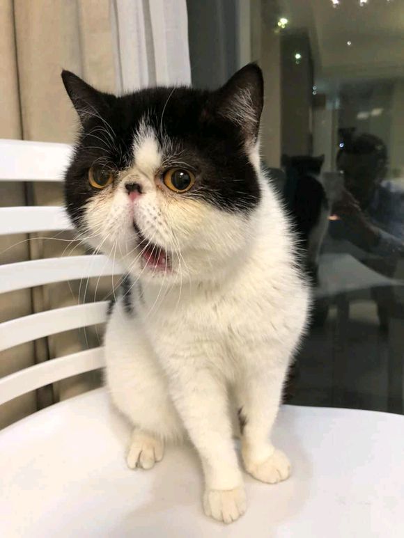 猫咪下巴脱臼,猫咪脱臼了治疗要多少钱