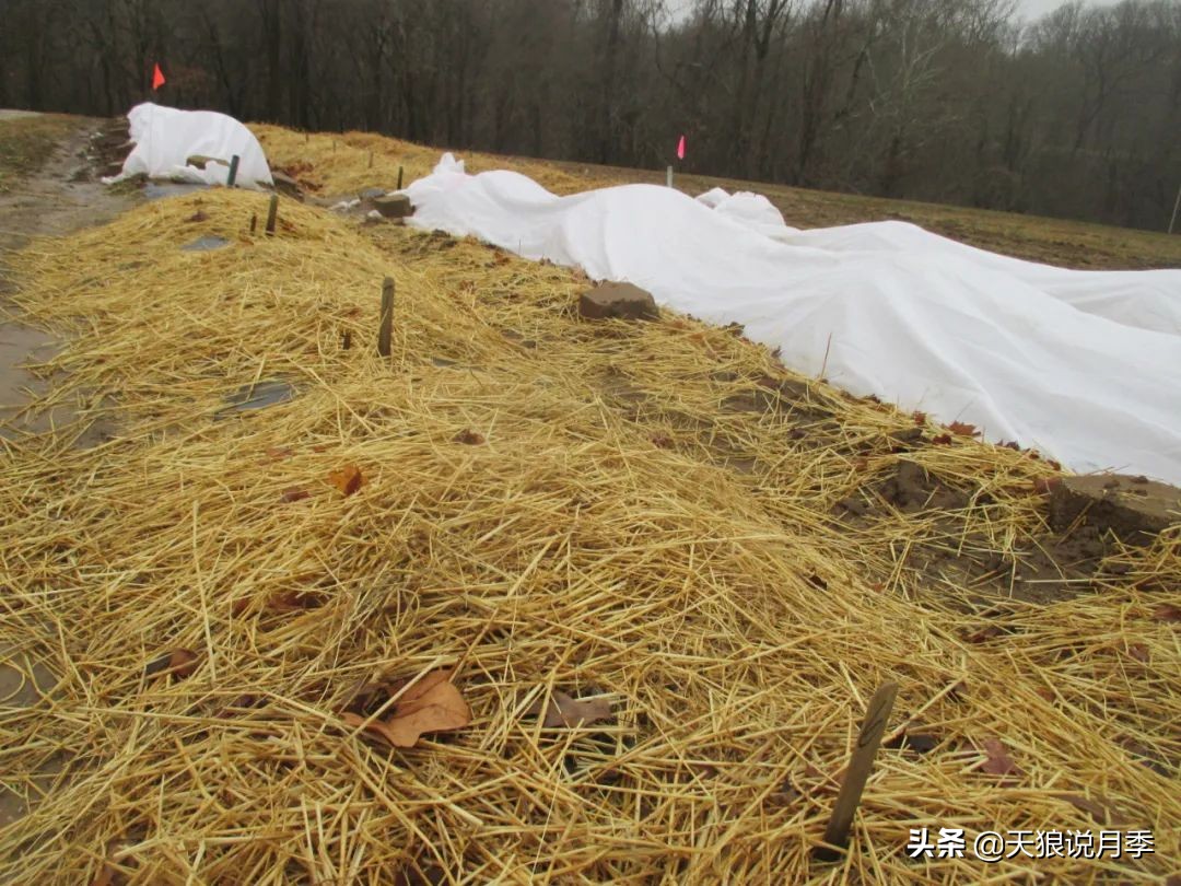 草莓防寒的方法,草莓熟了怎么保护