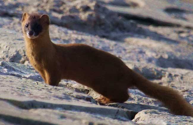 遇到白色黄鼠狼有啥说法吗,有关黄鼠狼的真实事件
