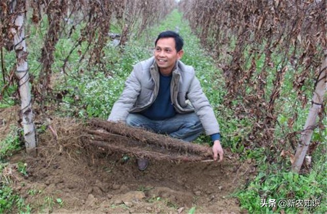 淮山高产施用微量元素方法,淮山高产优质栽培技术研究