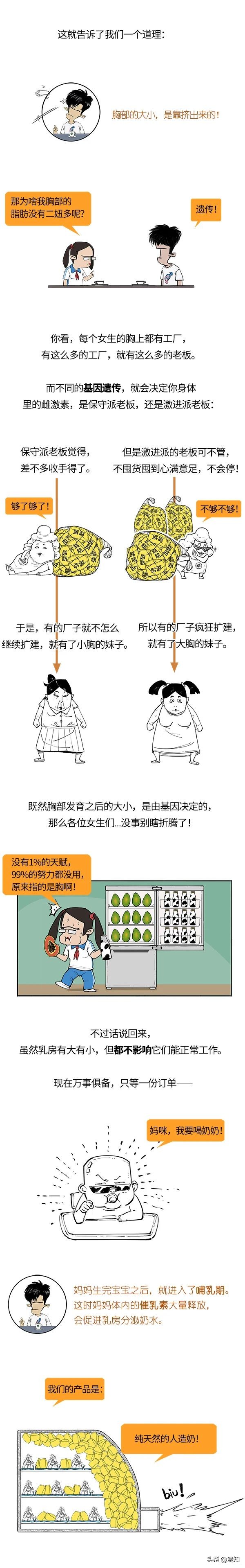 胸部发育了解,关于胸部发育的小知识