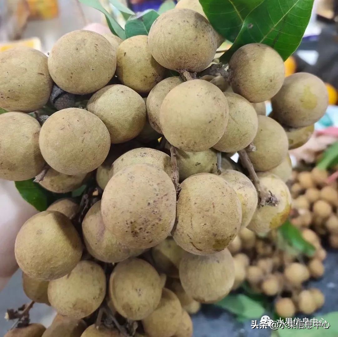 水果天堂：海南水果品种及上市时间表