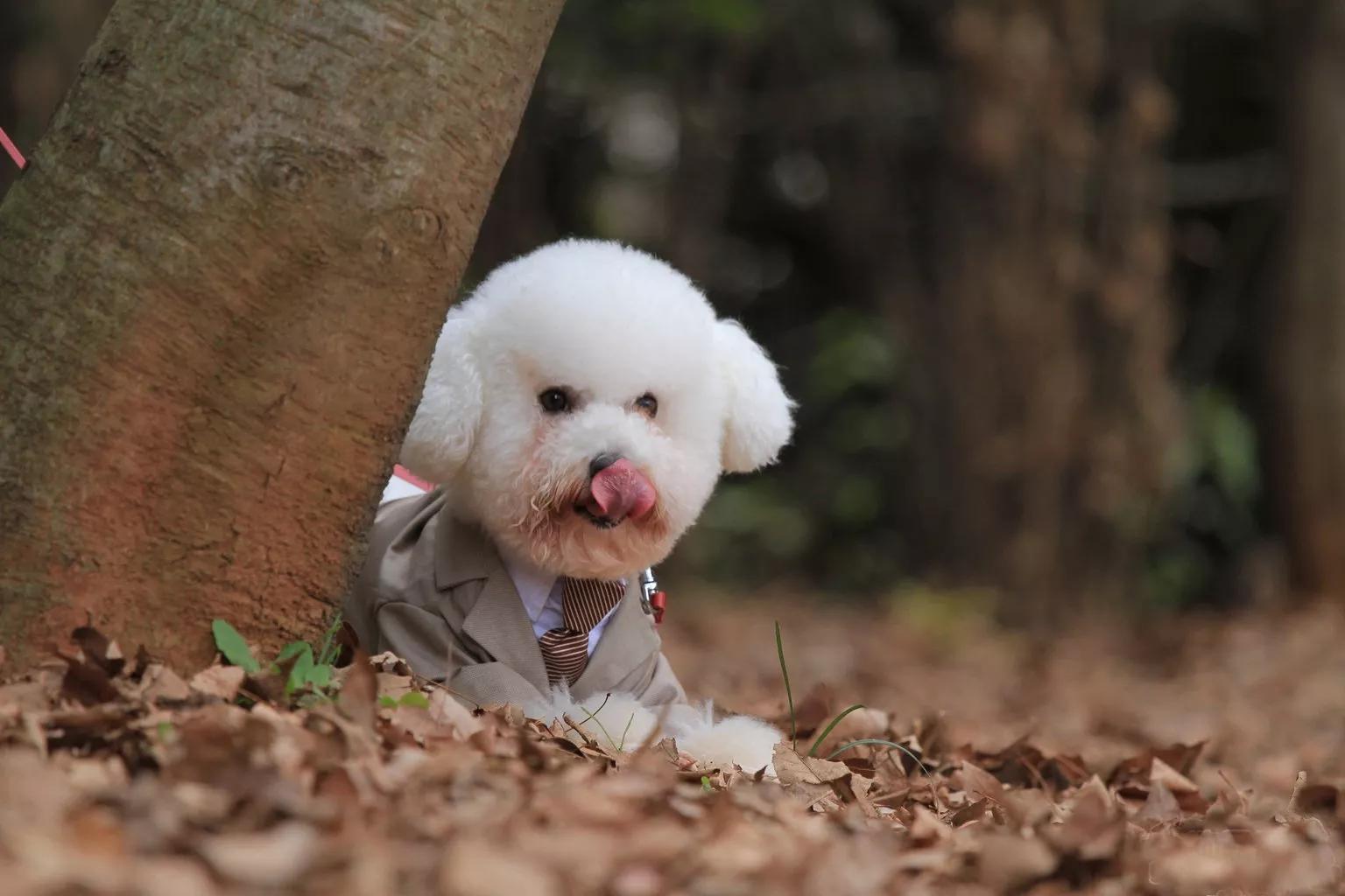 哪些狗狗适合新手养小型犬,最适合新手养的狗狗