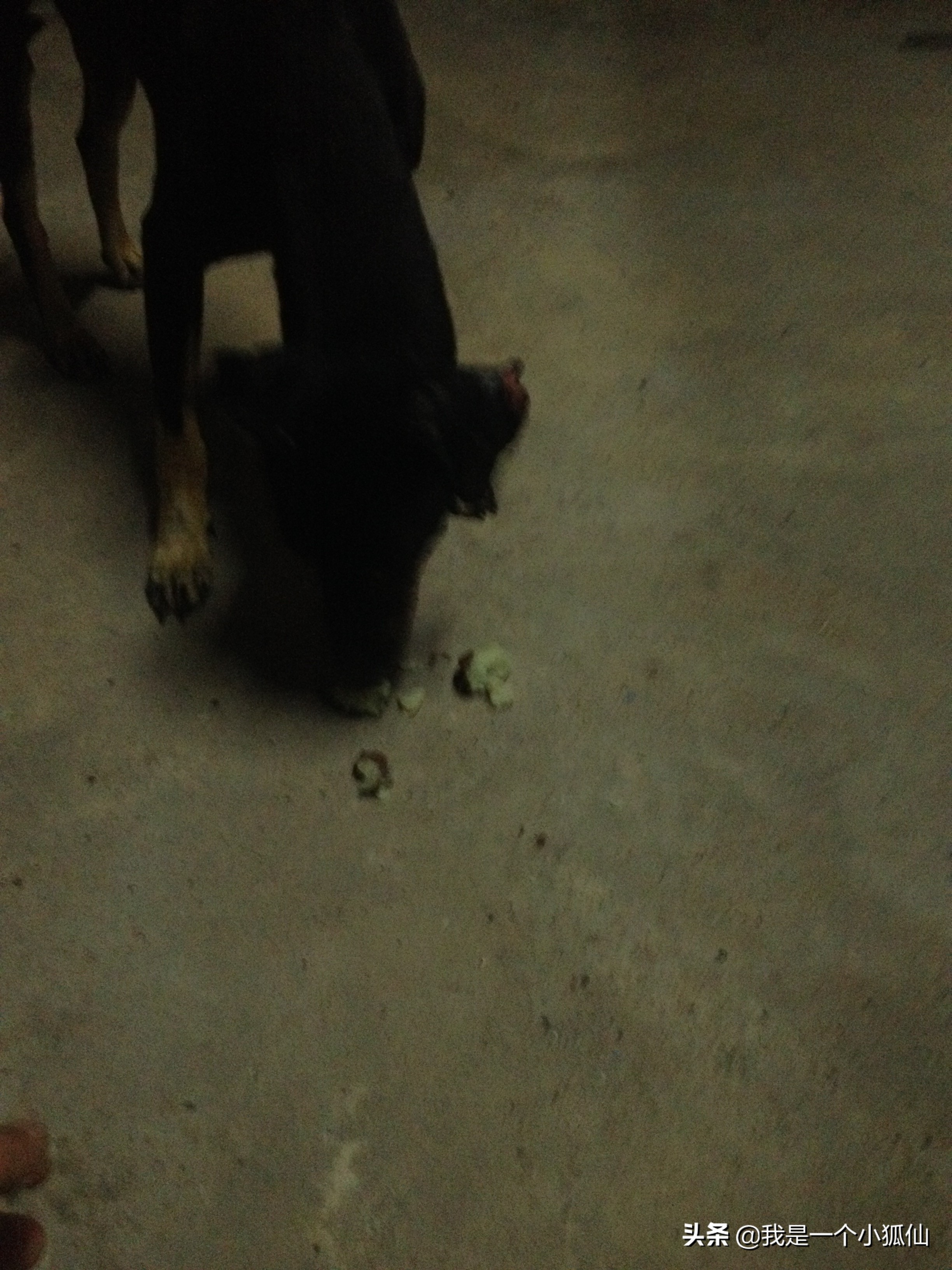 在安哥拉买了几块黑人种的山药，不好吃，我吃一半给狗吃了一半