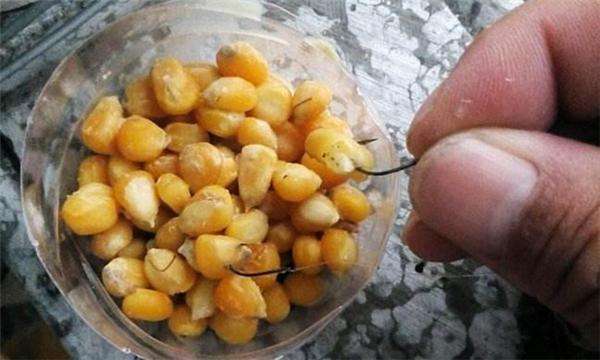 水库钓鱼怎样挂钓饵玉米粒,自制水库野钓玉米粒鱼饵