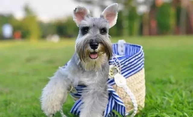 适合小学生养的狗最便宜的小型犬,智商最高的狗狗品种小型犬