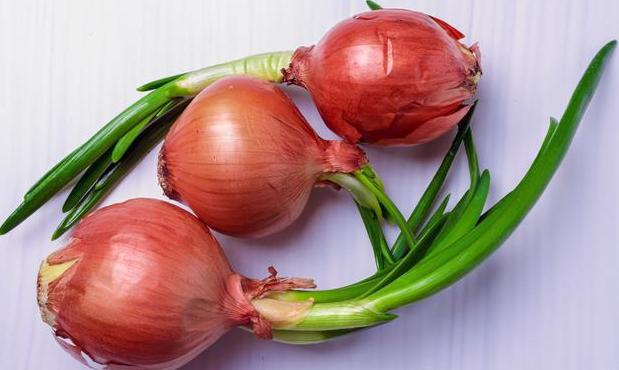 狗狗不能吃什么豆类,狗狗不能吃什么水果图片