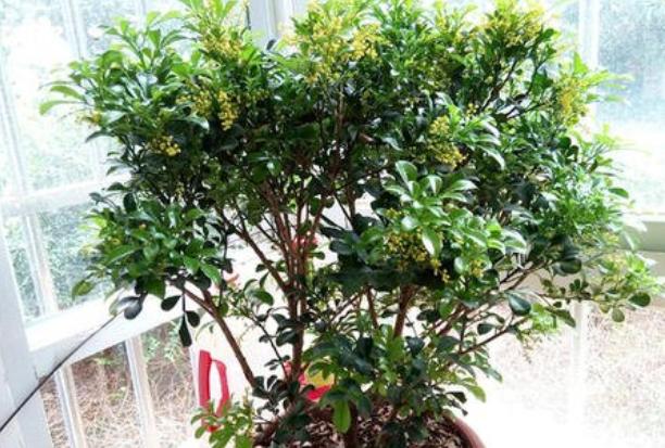 盆栽米兰花修剪技巧,米兰花怎么修剪叶子上有白色斑点