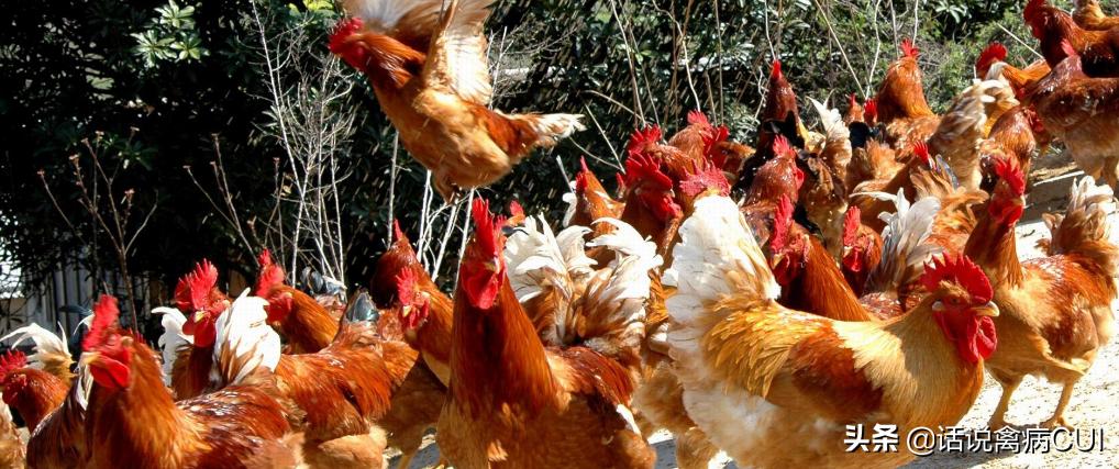 养鸡能预防腺肌胃炎吗,养鸡如何防腺胃炎