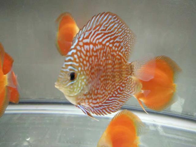 选鱼讲究,新手养鱼应该选择什么鱼