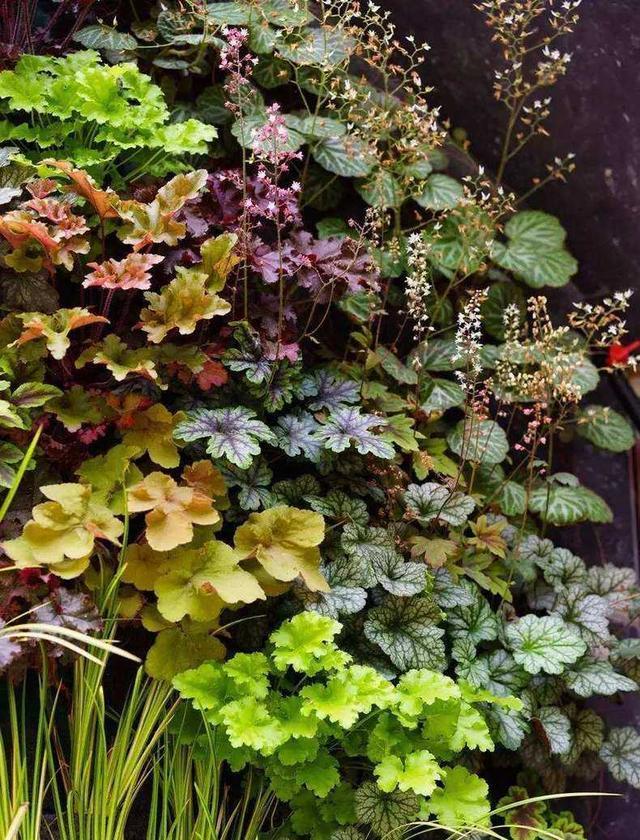 人养花一时养人一生,人养花同时花也养人