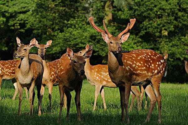 梅花鹿和梅花图片,母梅花鹿有鹿茸吗