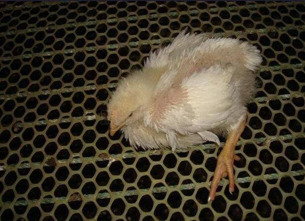 鸡感冒可吃速效感冒胶囊,鸡感冒用人感冒的药可以吗