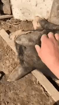 这只鹦鹉一直以为他是一只猴,所以每天都在重复做这个动作