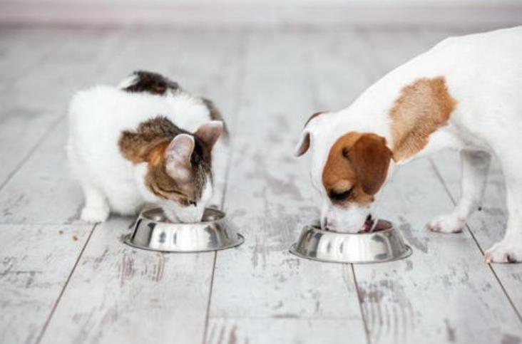 怎样给狗狗取名字更有意义,狗狗取名叫黄瓜