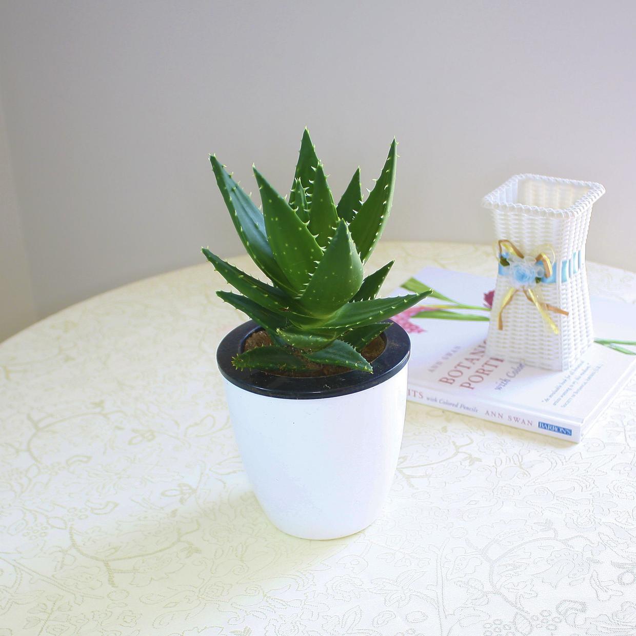 小芦荟叶发黄需要剪吗,芦荟叶片发黄要上什么肥