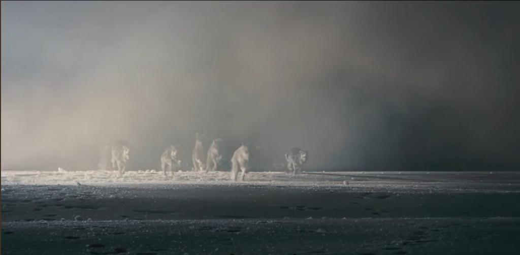 75岁老头被狼群追杀徒手大战狼群,放羊老汉遭遇狼群