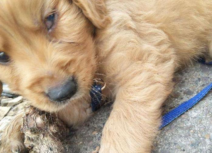 金毛幼犬眼睛总是有眼屎是怎么了,金毛眼屎多还吐了怎么回事