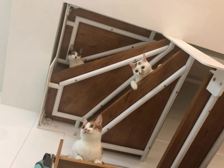 尼可多多猫粮靠谱吗,比乐猫粮官网靠谱吗