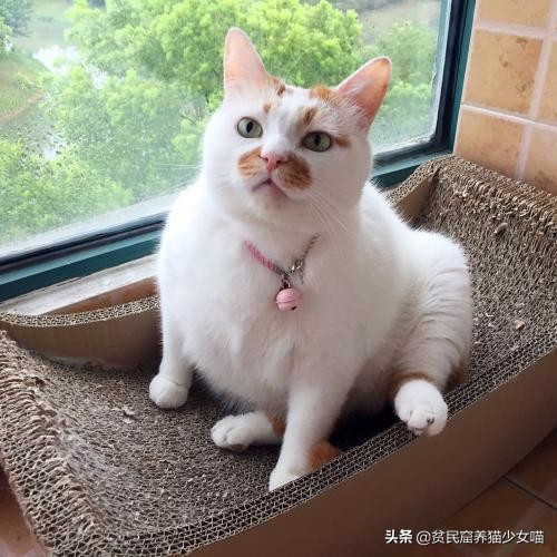 撸猫三招,撸猫三步法