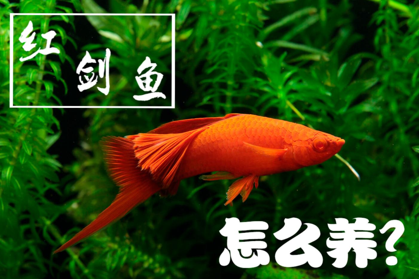 红剑鱼需要怎么养,红剑鱼怎么养才能长久地活下来