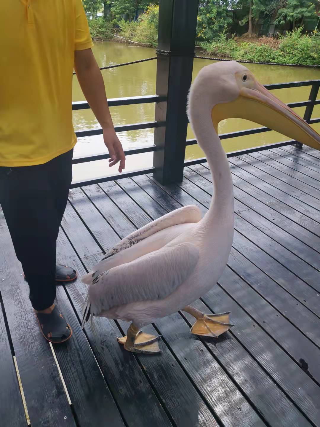 南沙水鸟世界旅游攻略,南沙水鸟乐园游玩攻略