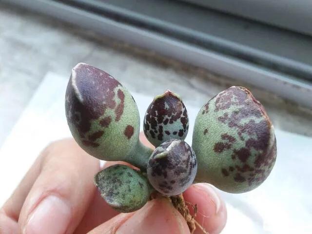 养了8年的多肉海豹,曾经的小海豹