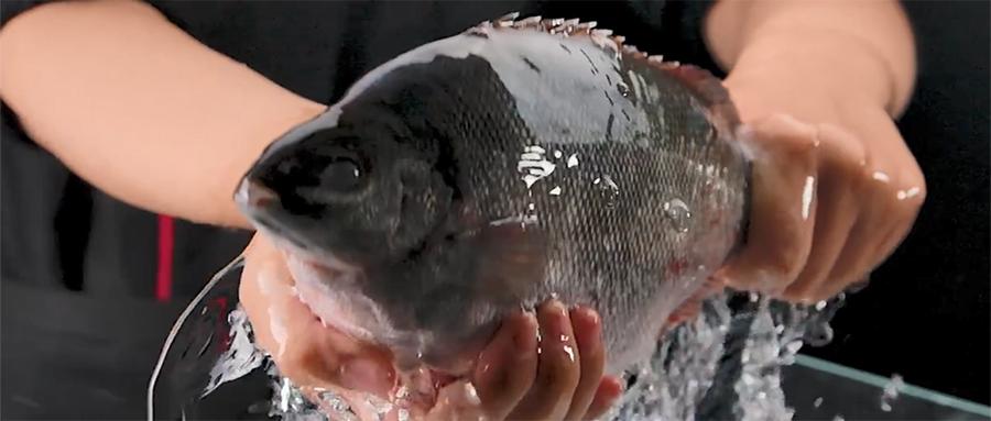 中秋送礼,除了螃蟹还能送什么?新晋网红美食礼品:翡翠斑鱼