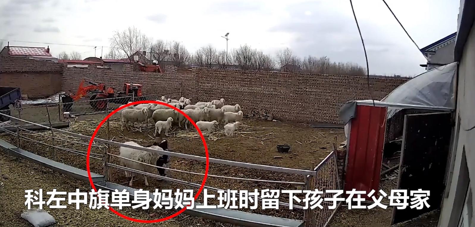 幼童误入羊圈，遭发疯大角公羊5次猛撞掀翻！幼童满头是血令人揪心