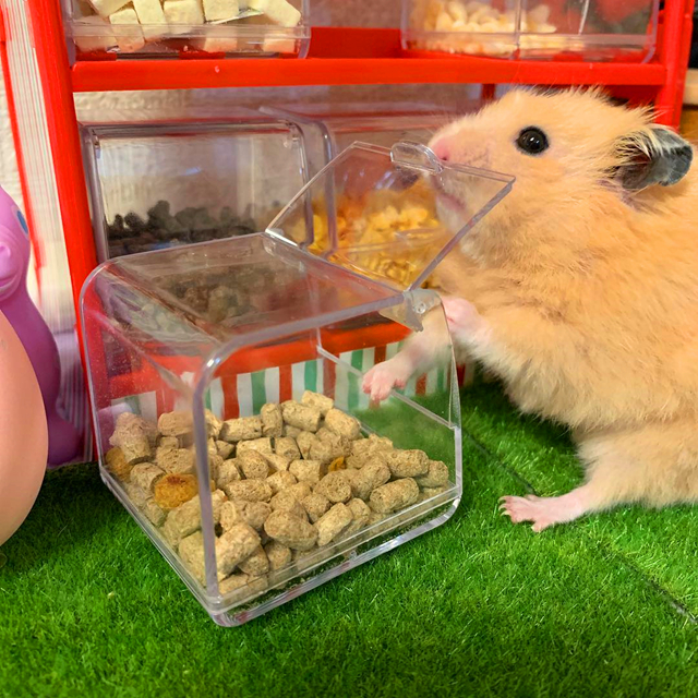 小仓鼠18天可以自己吃鼠粮了,仓鼠一周喂一次粮可以吗