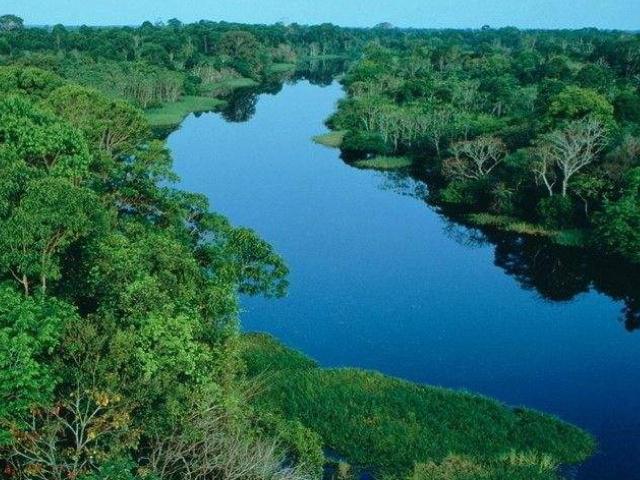 亚马逊热带雨林多大面积,亚马逊雨林最多的植被