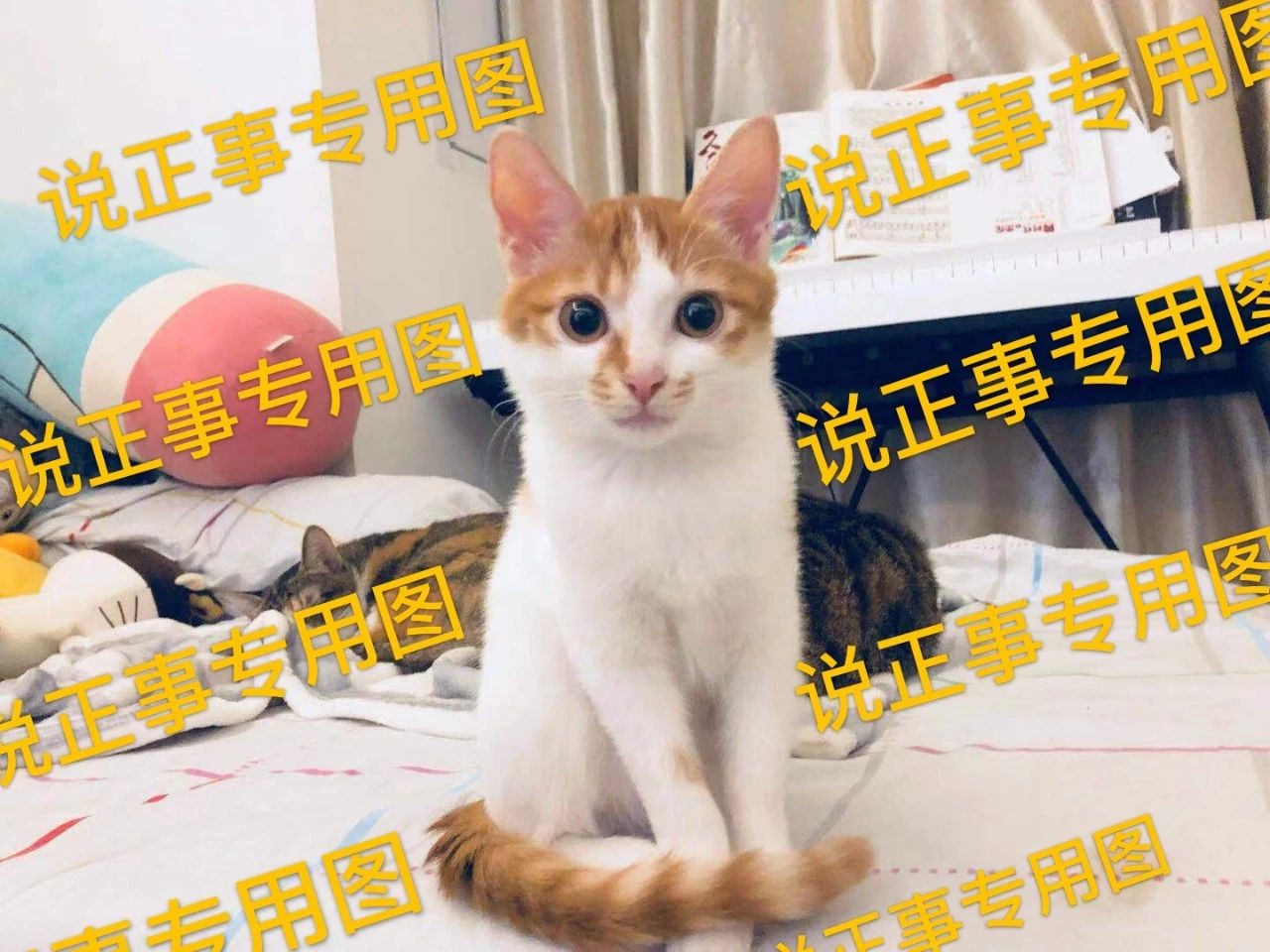 猫咪误食塑料要做手术存活率高吗,猫咪会误食哪些异物有危险