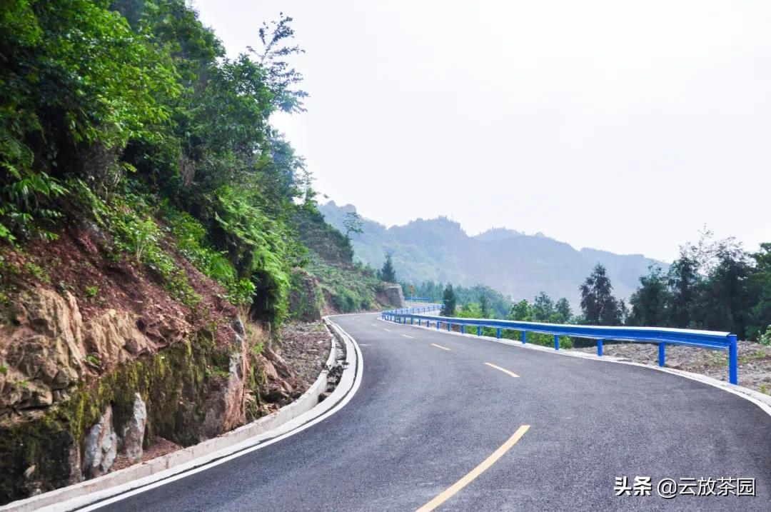 云放茶园深度解析,云放茶园最新视频