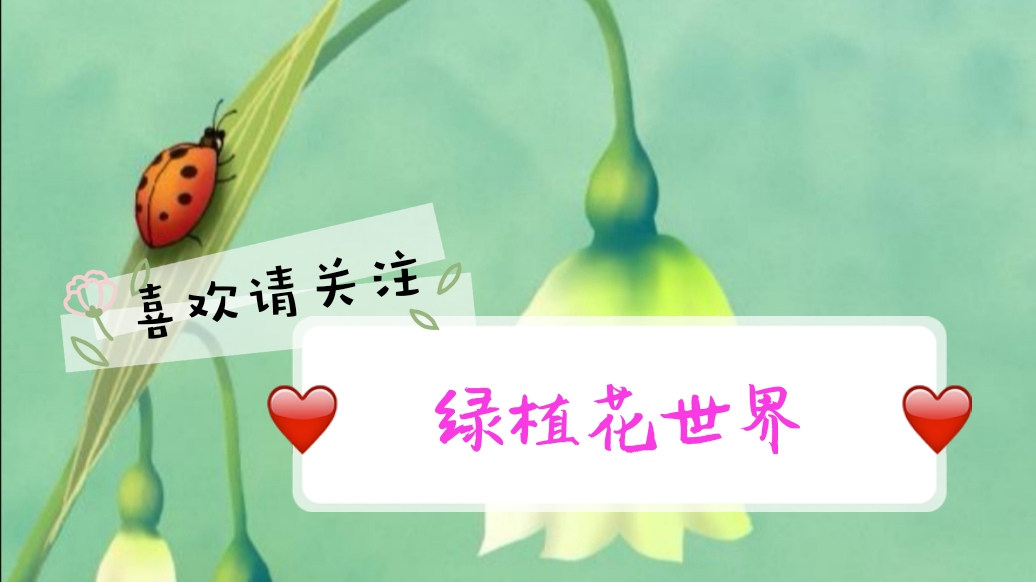 瑞香花与金边瑞香花谁香,好看的金边牡丹花