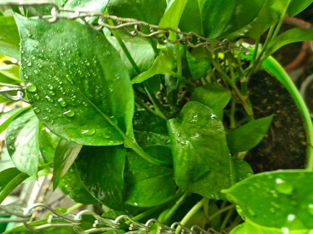 晚上绿萝叶片上有水是咋回事呀,绿萝缺水会出现啥症状