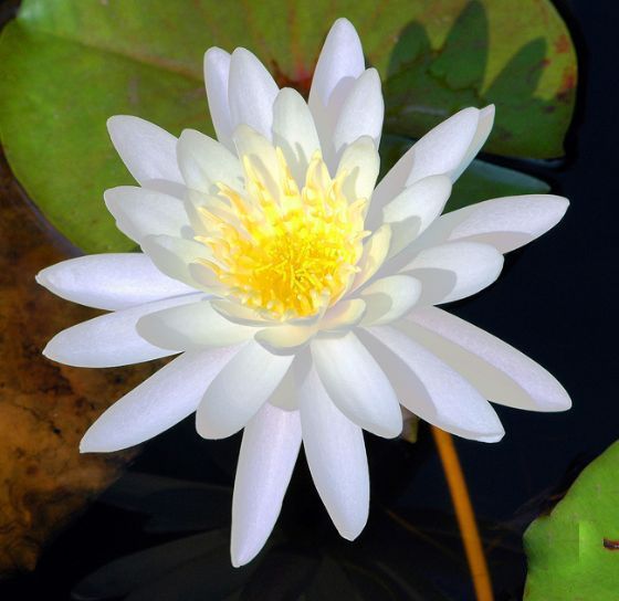 紫清山房琐记（135）栽种睡莲