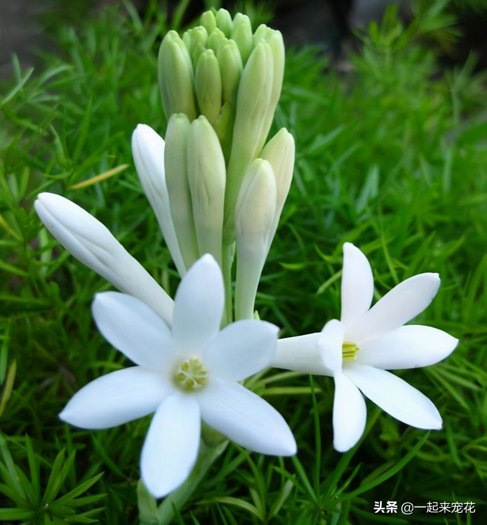 好闻好养适合在卧室养的香水花,哪种香水花最好养