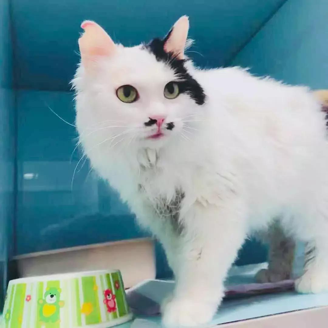 给它们一个家|线上宠物领养日,201903102