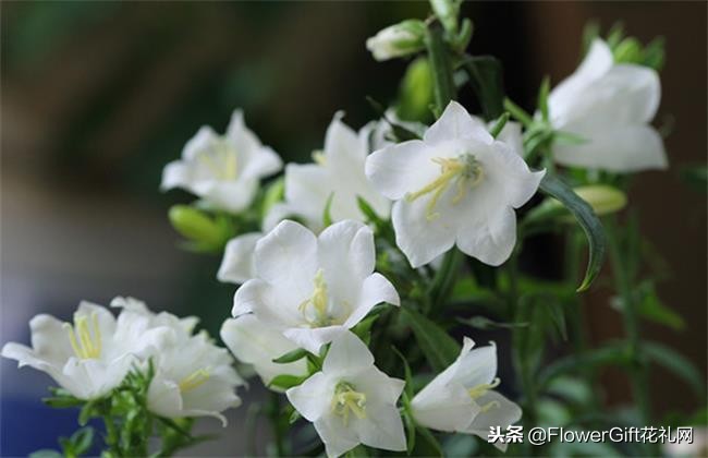 开花风铃草,开花植物金铃铛