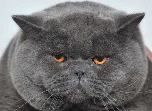 为什么大家都爱养英国短毛猫?这五点好处,看了不选都不行