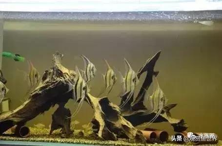 埃及观赏鱼的饲养要点,埃及神仙鱼的饲养技巧和方法