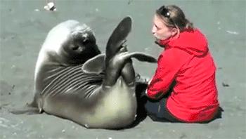 它土圆肥,却是出了名的网红