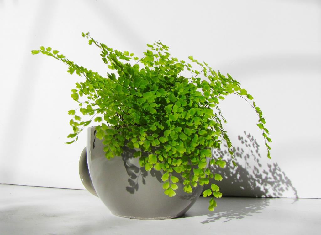 自制杀虫剂轻松搞定植物的方法,教你自制纯天然杀虫剂