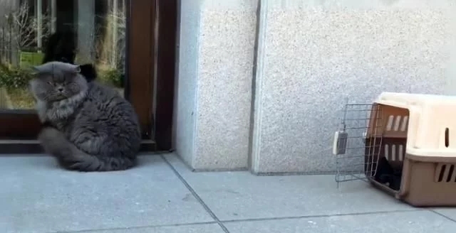 有只蓝猫一直叫,有只蓝猫叫淘气