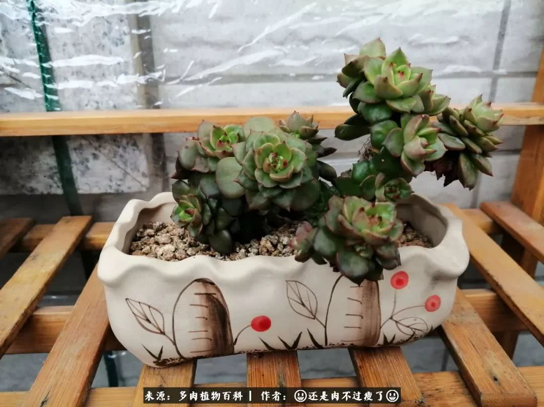 日照弘一法师,日照法师请师父