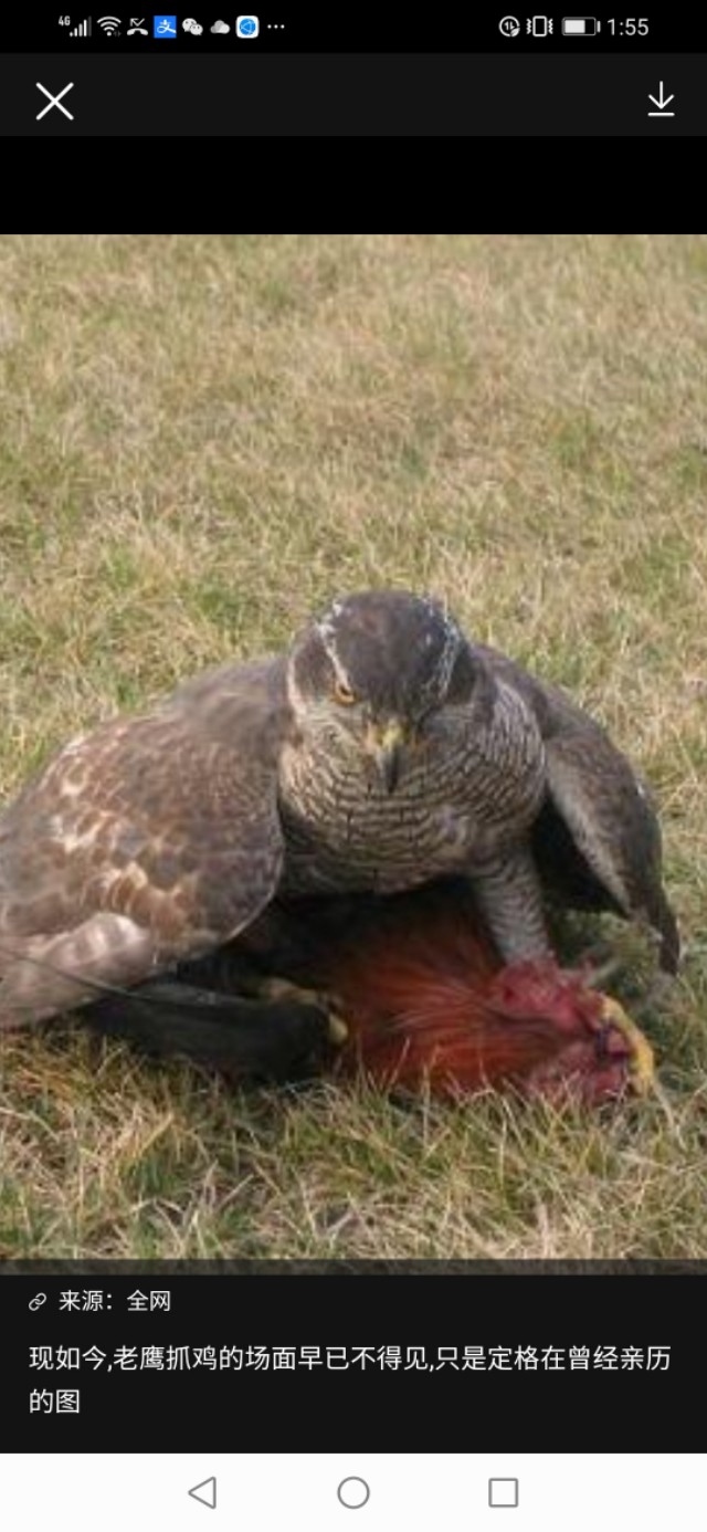 兽疫危害,怎样防散养土鸡疾病