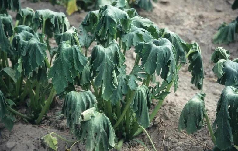 夏季花草脱水怎么治,植物脱水的补救方法